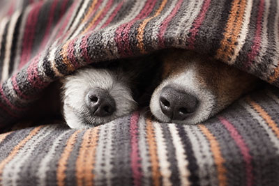 couple of dogs in love sleeping together under the blanket in bed