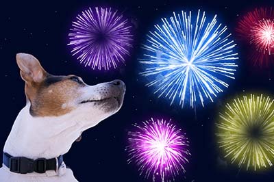 Dog muzzle jack russell terrier against the sky with colored fireworks. Safety of pets during fireworks concept