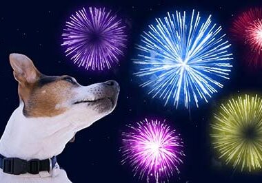 Dog muzzle jack russell terrier against the sky with colored fireworks. Safety of pets during fireworks concept