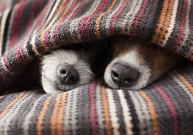 couple of dogs in love sleeping together under the blanket in bed